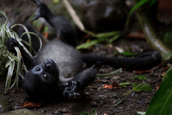 Autotour Les Secrets du Sud Costaricain + Vols Flex pas cher photo 26