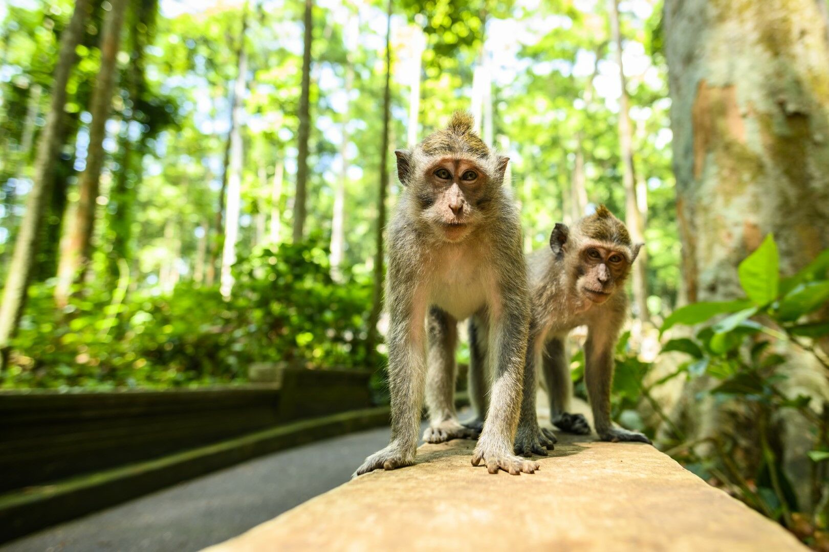 Merveille Indonésienne, Bali, Java et Célèbes 17 jours / 14 nuits pas cher photo 4