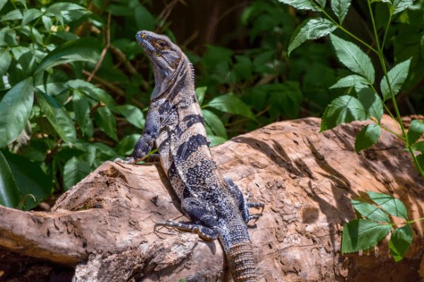 Autotour Aventure 100% Pura Vida au Costa Rica + Vols Flex pas cher photo 21