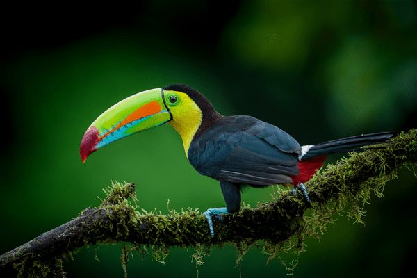 Autotour Aventure 100% Pura Vida au Costa Rica + Vols Flex pas cher photo 25