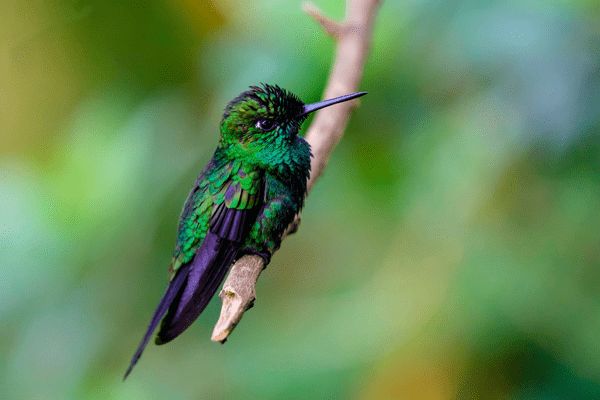 Autotour Aventure 100% Pura Vida au Costa Rica + Vols Flex pas cher photo 26