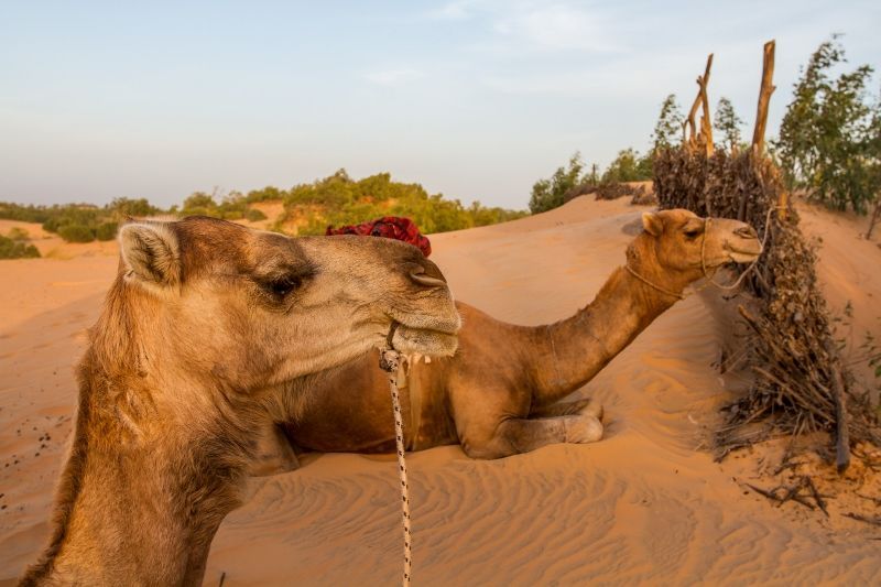 Kappa Circuit aux Couleurs du Sénégal et extension au Royam Hôtel 4* pas cher photo 6