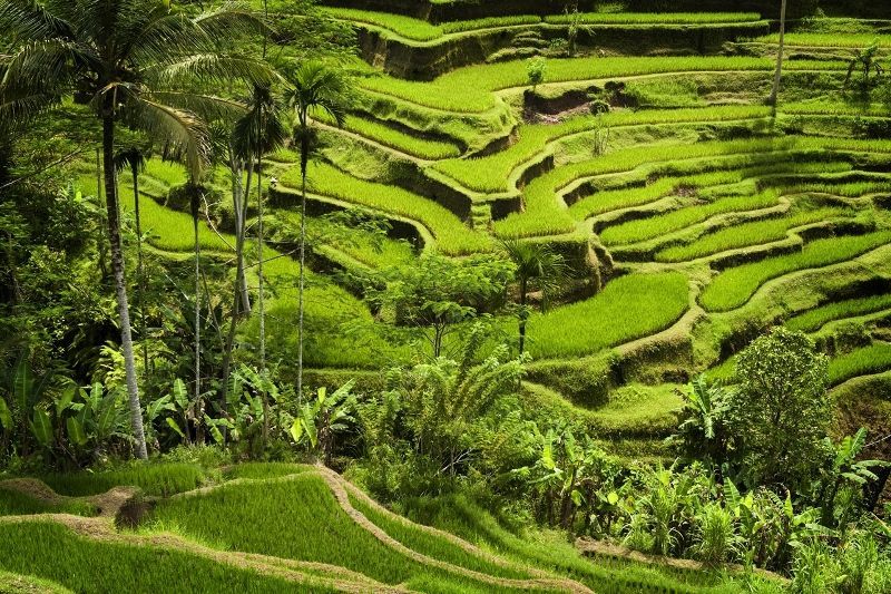 Circuit Escale Authentique A Bali Et Séjour Au Renaissance Bali Uluwatu Resort & SPA 5* pas cher photo 10