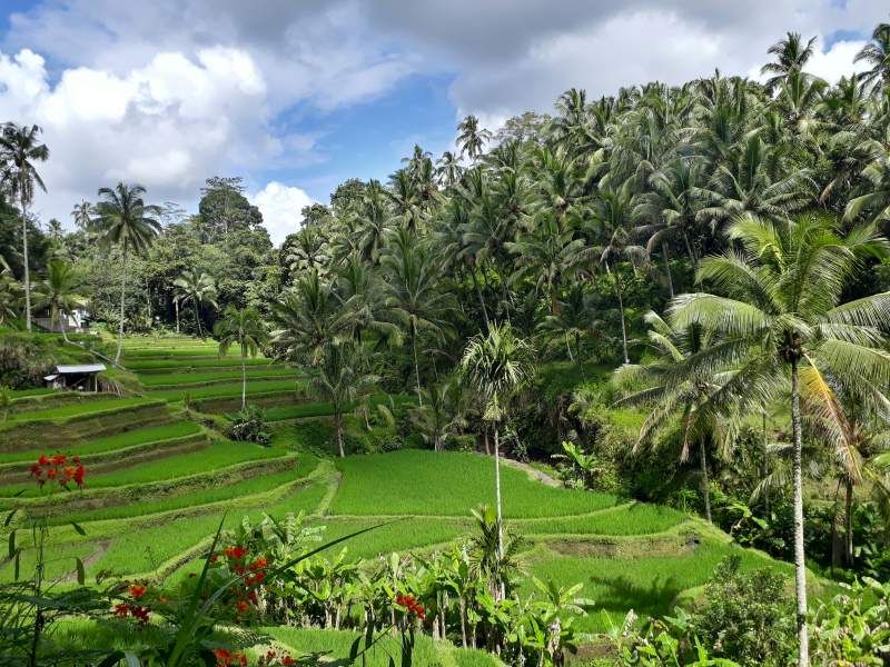 Circuit Escale Authentique A Bali Et Séjour Au Jet Tours Signature The Anvaya 5* pas cher photo 7