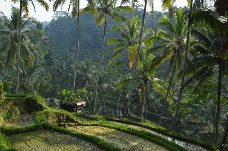 Circuit Bali, Terre de Sérénité Et Séjour Au Jet Tours Signature The Anvaya 5* pas cher photo 4