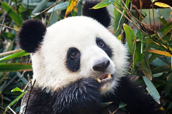 Circuit Pandas et Dragons en Privatif - Vols Flex pas cher photo 2
