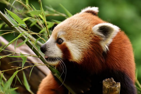 Circuit Pandas et Dragons en Privatif - Vols Flex pas cher photo 11