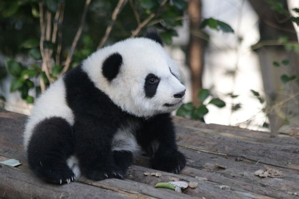 Circuit Pandas et Dragons en Privatif - Vols Flex pas cher photo 13