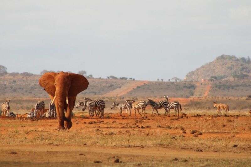 Circuit Jet tours Safari Tsavo East 2J1N et Séjour au Jet Tours Signature Voyager Beach Resort pas cher photo 7