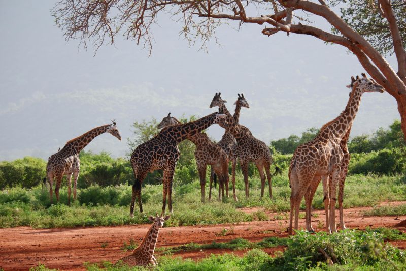 Circuit Jet tours Safari Tsavo East 2J1N et Séjour au Jet tours Signature PrideInn Flamingo Beach Re pas cher photo 4