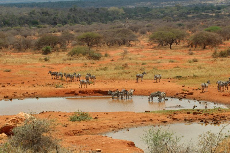 Circuit Jet tours Safari Tsavo East 2J1N et Séjour au Jet tours Signature PrideInn Flamingo Beach Re pas cher photo 6