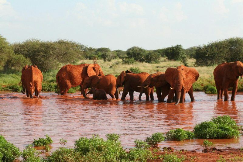 Circuit Jet tours Safari Tsavo East 2J1N et Séjour au PrideInn Flamingo Beach Resort & Spa 4 pas cher photo 3