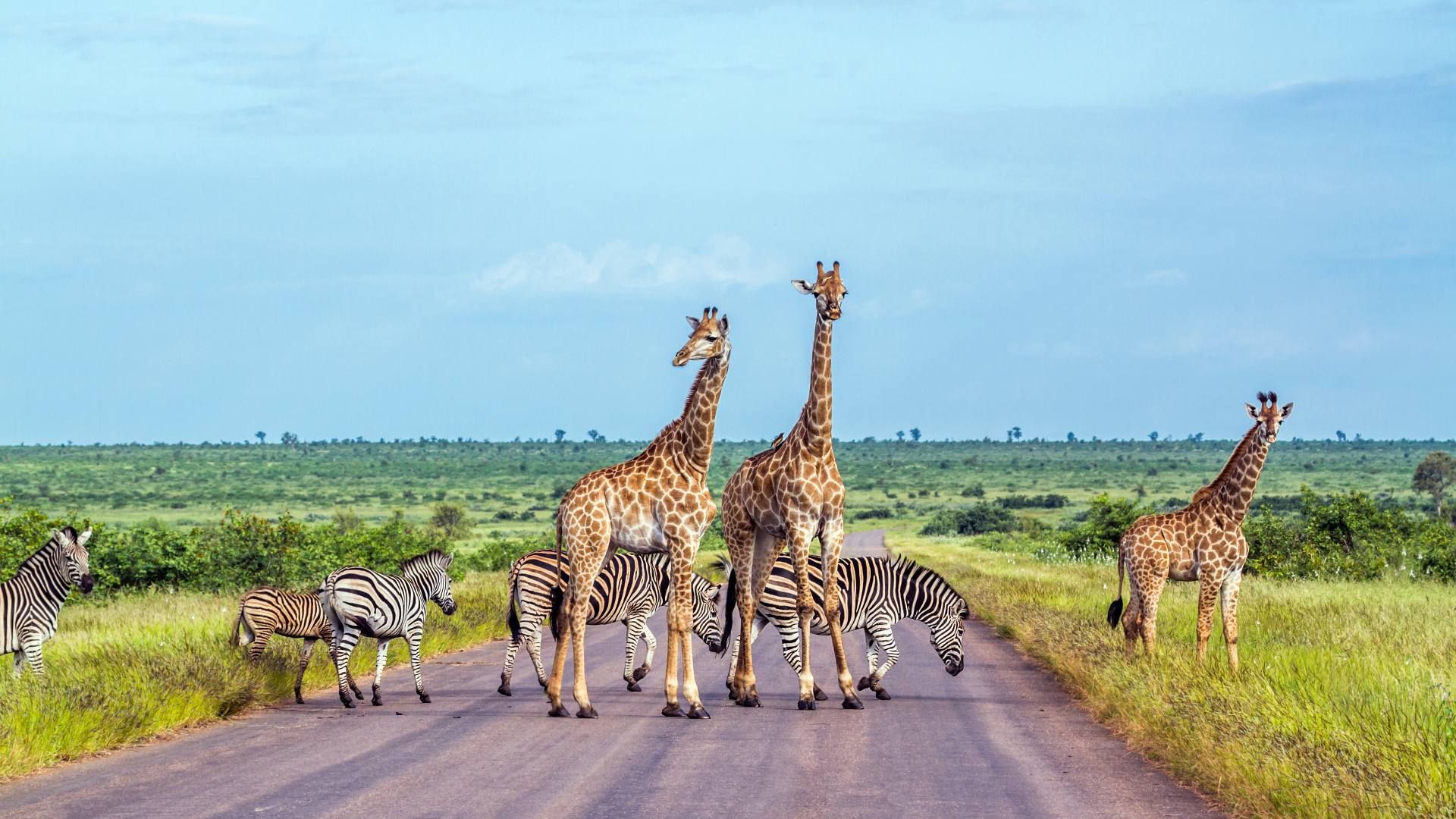Safari Dream 10J/7N 2027 - Vols Qatar Airways pas cher photo 6