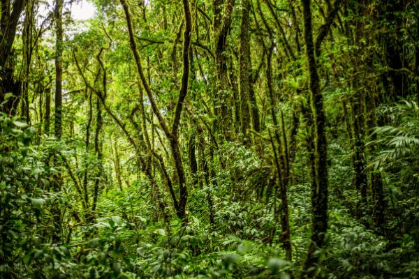 Circuit Costa Rica en Liberté : Au Paradis Sauvage 3* - Vols Flex pas cher photo 18