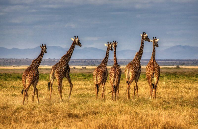 Circuit Jet tours Safari Tsavo East et Taita Hills 2N et Séjour au Voyager Beach Resort pas cher photo 2