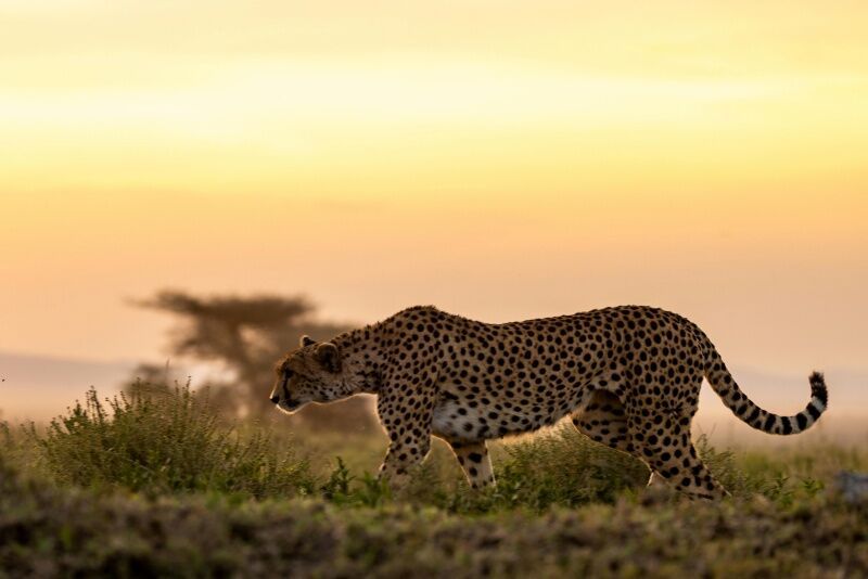 Circuit Jet tours Safari Tsavo East et Taita Hills 2N et Séjour au PrideInn Flamingo Beach Resort &  pas cher photo 5