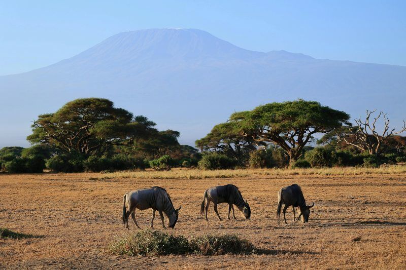 Circuit Jet tours Safari Tsavo East et Taita Hills 2N et Séjour au PrideInn Flamingo Beach Resort &  pas cher photo 9