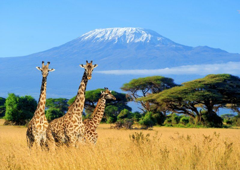 Circuit Jet tours Safari Tsavo East et Taita Hills 2N et Séjour au Jet tours Signature PrideInn Flam pas cher photo 4