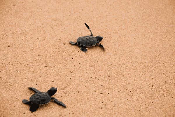 Circuit Des Merveilles du Sri Lanka aux plages du sud 4* en Privatif pas cher photo 2