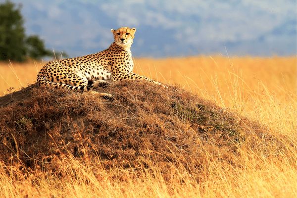 Circuit Lumières de la Savane Africaine - Vols Flex pas cher