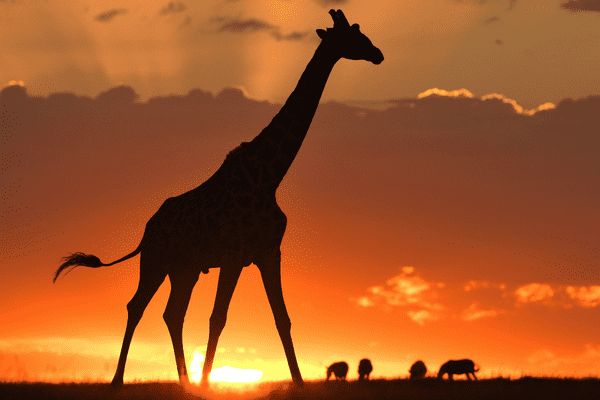 Circuit Lumières de la Savane Africaine - Vols Flex pas cher photo 2