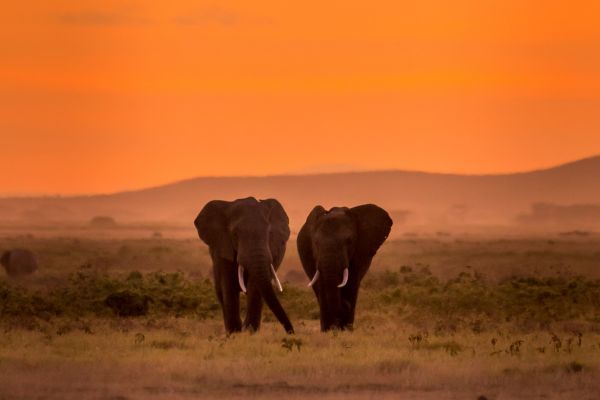 Circuit Lumières de la Savane Africaine - Vols Flex pas cher photo 8