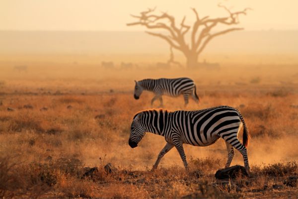 Circuit Lumières de la Savane Africaine - Vols Flex pas cher photo 9