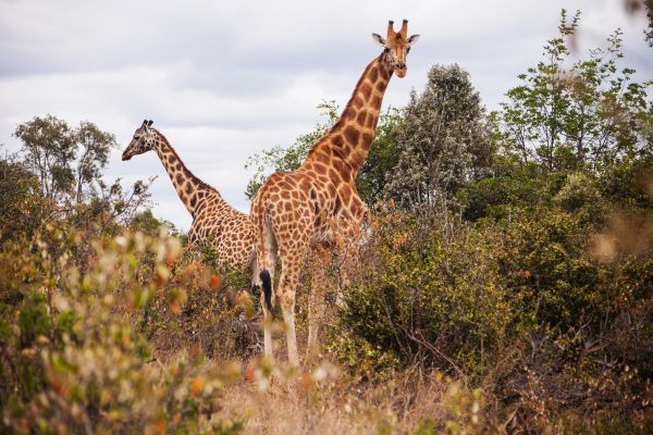Circuit Lumières de la Savane Africaine - Vols Flex pas cher photo 10