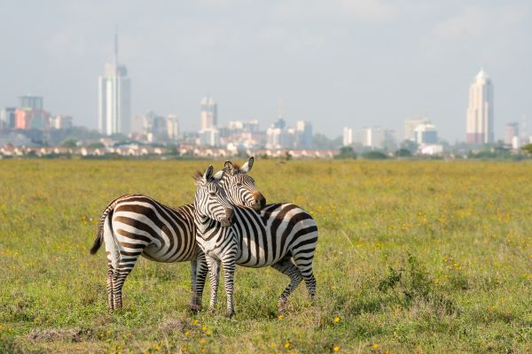 Circuit Lumières de la Savane Africaine - Vols Flex pas cher photo 12