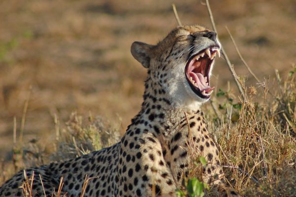 Circuit Aux Rythmes de la Savane Africaine et plage Tropicale - Vols Flex pas cher photo 2