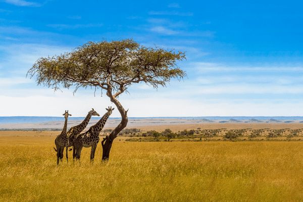 Circuit Aux Rythmes de la Savane Africaine et plage Tropicale - Vols Flex pas cher photo 16