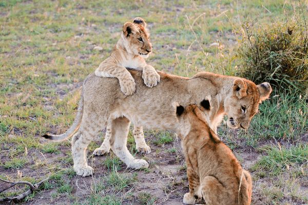 Circuit Aux Rythmes de la Savane Africaine et plage Tropicale - Vols Flex pas cher photo 24