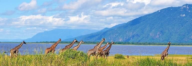 Safaris en Afrique entre la Tanzanie et le Kenya - 3* pas cher photo 2