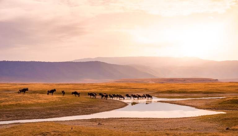 Safaris en Afrique entre la Tanzanie et le Kenya - 3* pas cher photo 3