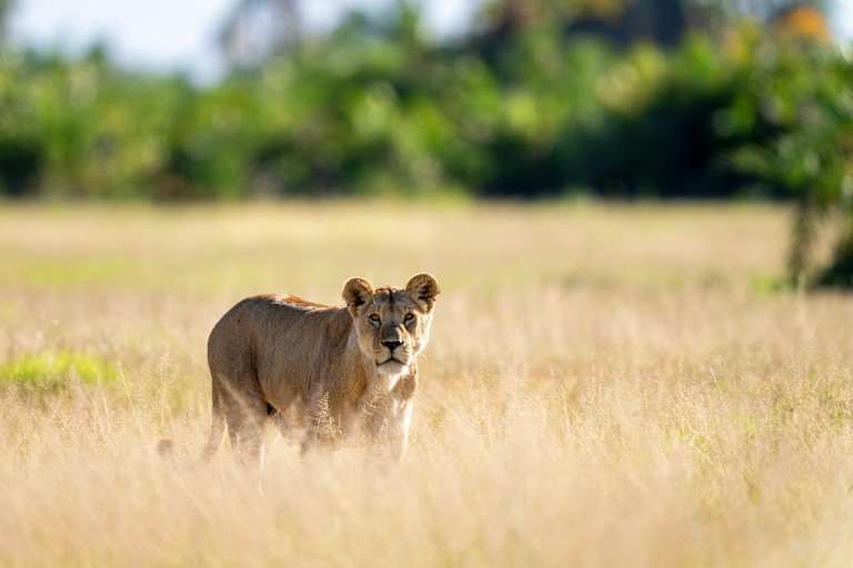 Safaris en Afrique entre la Tanzanie et le Kenya - 3* pas cher photo 5