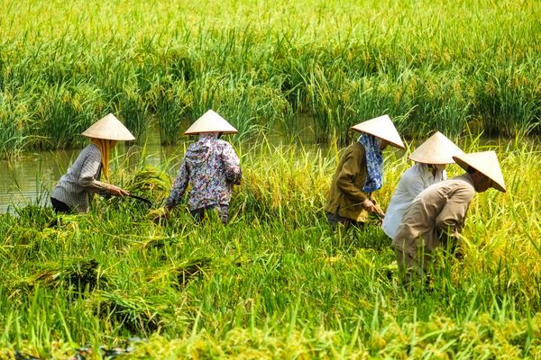 Circuit Secrets du Sud Vietnam : au fil du Mekong pas cher photo 17