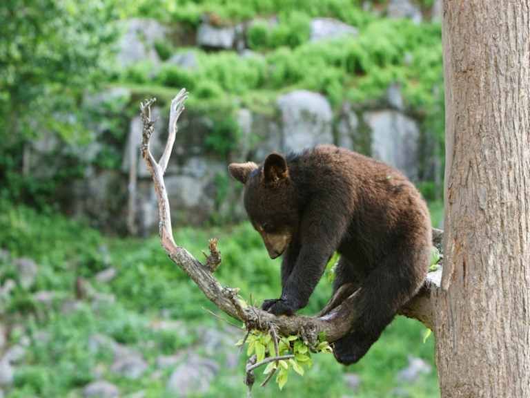 Circuit Dans l'Est Canadien : Sentiers, Lacs et Forêts pas cher photo 6