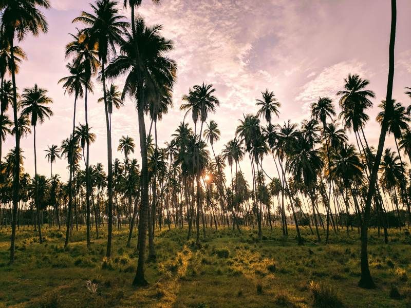 Circuit Zanzibar, L'île aux Trésors depuis l'hôtel Anaya Club Zanzibar 5* pas cher photo 6