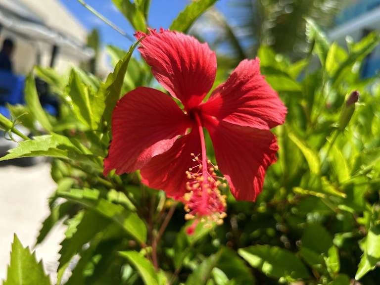 L'essentiel de la République Dominicaine - 5* pas cher photo 6