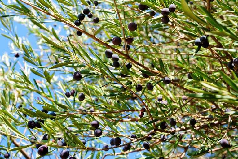 Circuit Chypre en liberté : nature et traditions - 3* pas cher photo 5