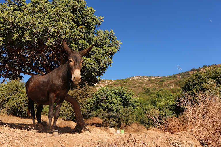 Circuit Chypre en liberté : nature et traditions - 3* pas cher photo 6