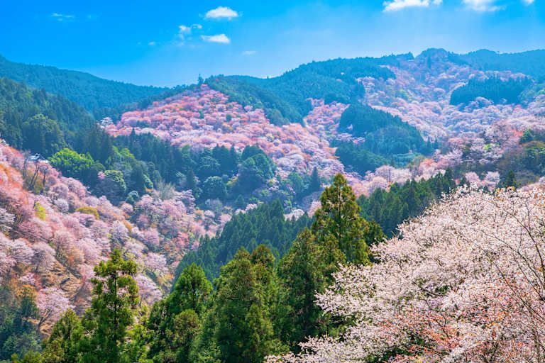 Au Fil du Japon en 3* pas cher photo 33