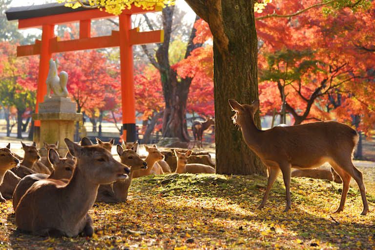Au Fil du Japon en 3* pas cher photo 35