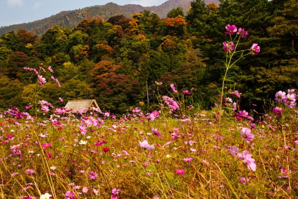 Circuit Grande Traversée du Japon, de Miyajima aux Alpes Japonaises pas cher photo 16