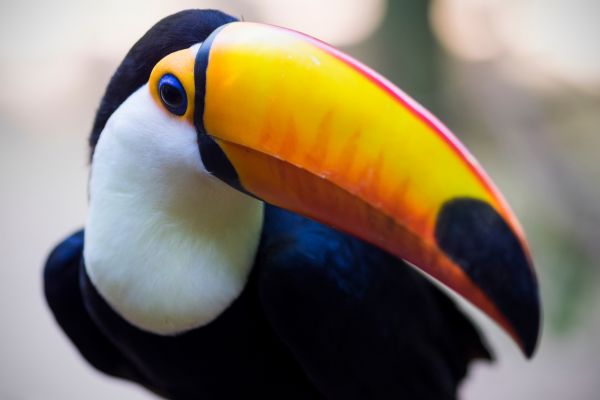 Circuit Les Incontournables du Brésil et de l'Amazonie en Privatif - Vols Flex pas cher photo 28
