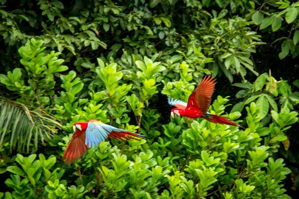 Circuit Les Incontournables du Brésil et de l'Amazonie en Privatif - Vols Flex pas cher photo 36
