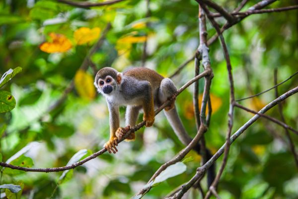 Circuit Les Incontournables du Brésil et de l'Amazonie en Privatif - Vols Flex pas cher photo 37