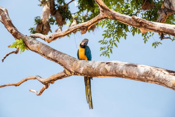 Circuit Les Incontournables du Brésil et de l'Amazonie en Privatif - Vols Flex pas cher photo 39