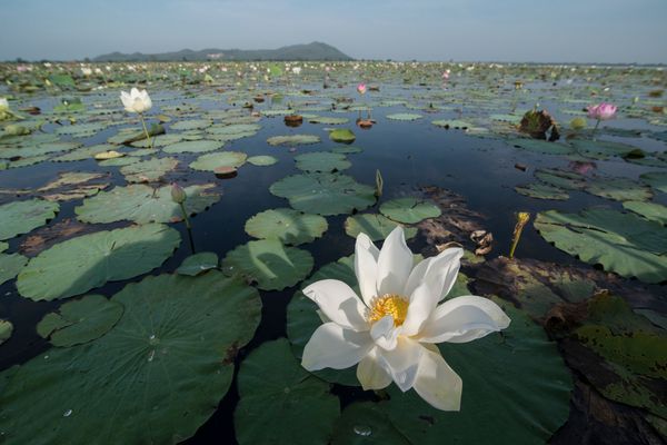 Circuit Lotus du Cambodge et plage à Koh Rong - Vols Flex pas cher photo 23