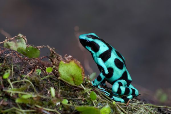 Circuit Costa Rica : Au Coeur des Volcans et des Plages du Pacifique pas cher photo 6